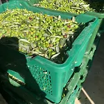 Il Sambuco Agroturismo Siena