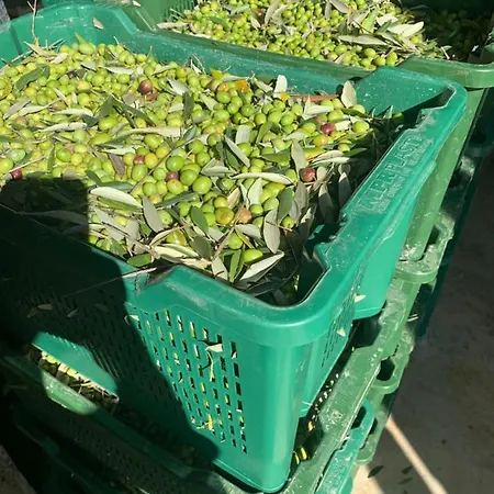 Il Sambuco Farmház Siena