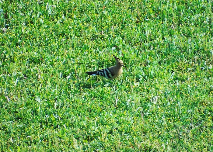 בית חווה Il Sambuco סיינה