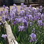 Vakantieboerderij Il Sambuco