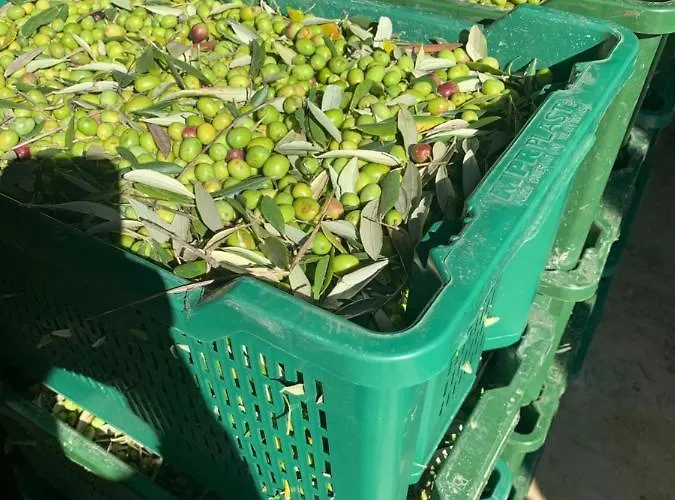 Il Sambuco Alojamento de Turismo Rural Siena
